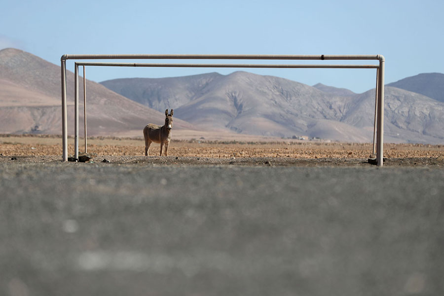 A donkey is pictured on a soccer field near the village of Las Parcelas in Fuerteventura, Spain.